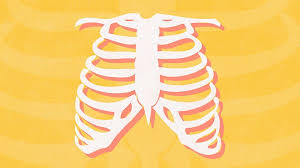 Anatomy color coded lungs inside rib cage 3d illustration stock photo these pictures of this page are about:lungs and ribs anatomy. Ankylosing Spondylitis In Ribs Everyday Health
