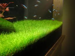 aquarium carpet plants