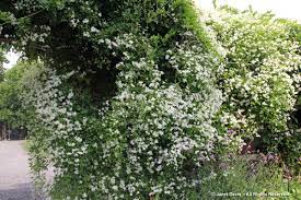Honeysuckle and privet hedges blooming in the spring. White Flowers For Sweet Perfume Janet Davis Explores Colour
