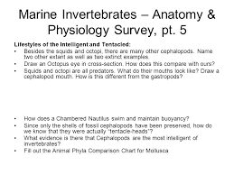Marine Invertebrates Anatomy Physiology Survey Pt Ppt