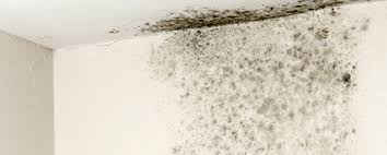 What Causes Damp And Mould On Walls