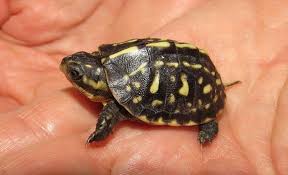 florida box turtles for baby hatchling