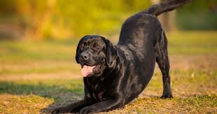American staffordshire terrier lab mix may inherit the above physical traits in any combinations. The Staffador The Staffy Cross Labrador