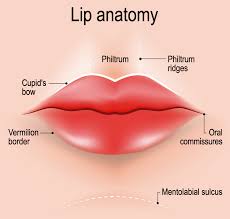lip augmentation best lip injections