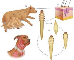 demodex an overview sciencedirect