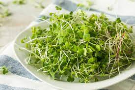 health benefits of alfalfa sprouts