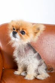 alopecia in dogs whole dog journal