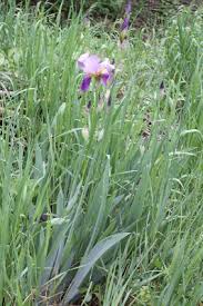 Iris germanica - Michigan Flora