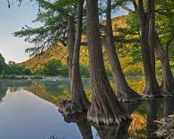 It's new to us because we are new to the area. Bald Cypress Trees In River Frio River Old Baldy Mountain Garner State Park Texas Photograph By Tim Fitzharris