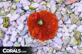 red mini carpet anemone cs com