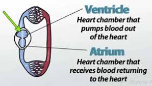 In elasmobranchs the fourth chamber is designated as conus arteriosus whereas it is known as bulbus arteriosus in teleost, a specialized. Circulatory System Iii The Heart Video Lesson Transcript Study Com