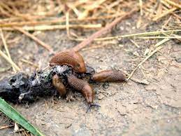 slugs eat best slug snail food