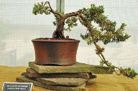 revive a bonsai tree with brown leaves