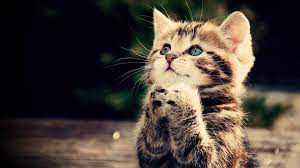 Prayer, kitten, cat, animal, cute ...