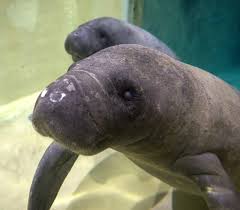 I took this picture few years ago, so that baby manatee might be grown up now. Manatee Zooborns