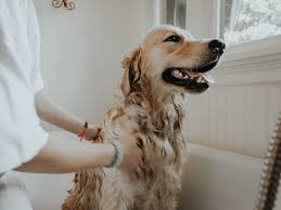 8 natural flea treatments for dogs uk