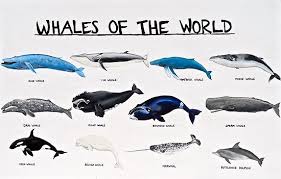 Whales Of The World Chart Poster By Aubreysmile