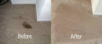 cleaning dried dog vomit from carpet