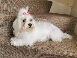 Some people want to get a purebred puppy and think their only option is to go to a local pet store or dog breeder near them. Pet Supplies Maltese Puppies