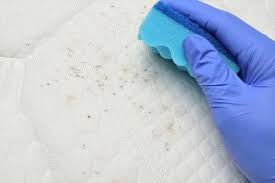 remove mold from furniture upholstery