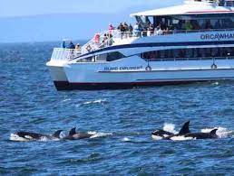See all available properties in san juan islands. Orca Whale Watching In The San Juan Islands Island Adventures