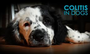 colitis in dogs causes symptoms and