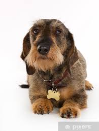 sticker wirehaired dachshund dog