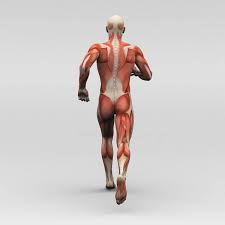 The walls of many human organs contract and relax automatically. Hamstring Muscles And Your Back Pain