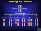 heterozygous