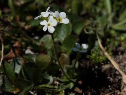 Androsace obtusifolia (Obtuse-leaved Rock-jasmine) - The Alpine ...