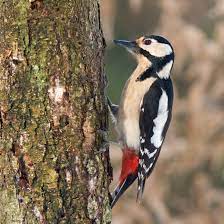 Maybe you would like to learn more about one of these? All About The Great Spotted Woodpecker Gardenbird