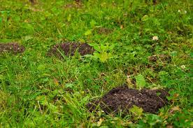 how to get rid of groundhogs 8 easy