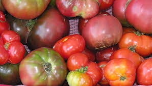How To Choose Tomato Plant Varieties Gardeners Supply