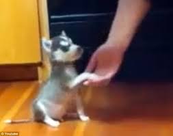 Dogs are used to barking at doorbells, not the other way around. World S Cutest Husky Puppy Remmy Does Tricks In Video Daily Mail Online