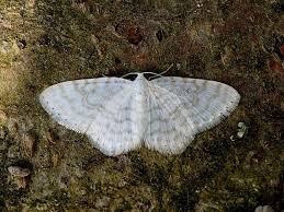 daytime moths wildlife insight