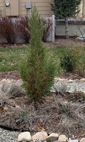 is this blue point juniper dying