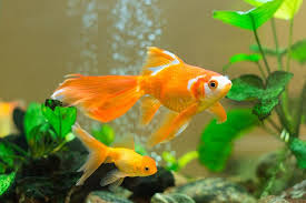 Feng Shui Fish Tank Placement And