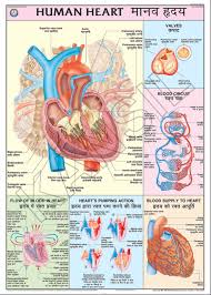 human heart for human physiology chart