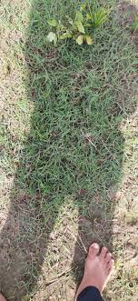 Rumput sarang buaya (ottochloa nodosa). Mau Tanya Obat Rumput Untuk Mengatasi Rumput Grinting Rumut Yang Batang Nya Petani