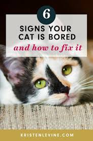 6 signs your cat is bored and how to fix it