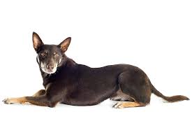 Although the staffordshire bull terrier should be obviously smaller, the american staffordshire has a far more graceful build with his longer neck and slightly sloping topline. Working Kelpie Dog Breed Information American Kennel Club