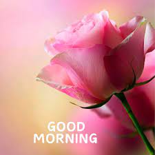 good morning pink flower images wishes