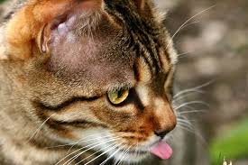 hypersalivation in cats signs causes