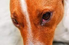 causes of swollen eyes in dogs