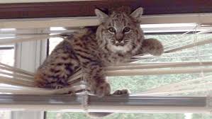 Bobcat Out Of Your Window Blinds