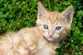 Get a ragdoll, bengal, siamese and more on kijiji, canada's #1 local classifieds. Ginger Kitten Red Kitten Tabby Kitten Blue Eyes Free Image From Needpix Com
