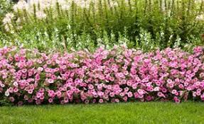 Shop container flower seed and plant varieties available at burpee. Annual Flowers And Plants Garden Design
