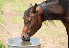 can-horses-drink-tap-water