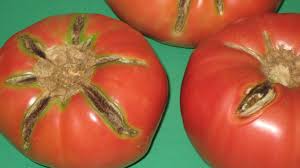neem oil for tomatoes