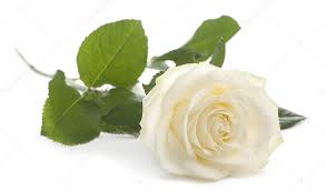 Bildergebnis für weiße rose
